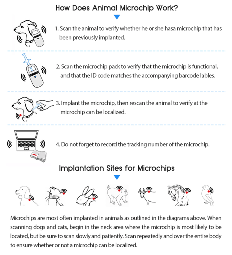 Infografik der viser hvordan en dyremikrochip fungerer med scanningstrin og typiske implantationssteder.